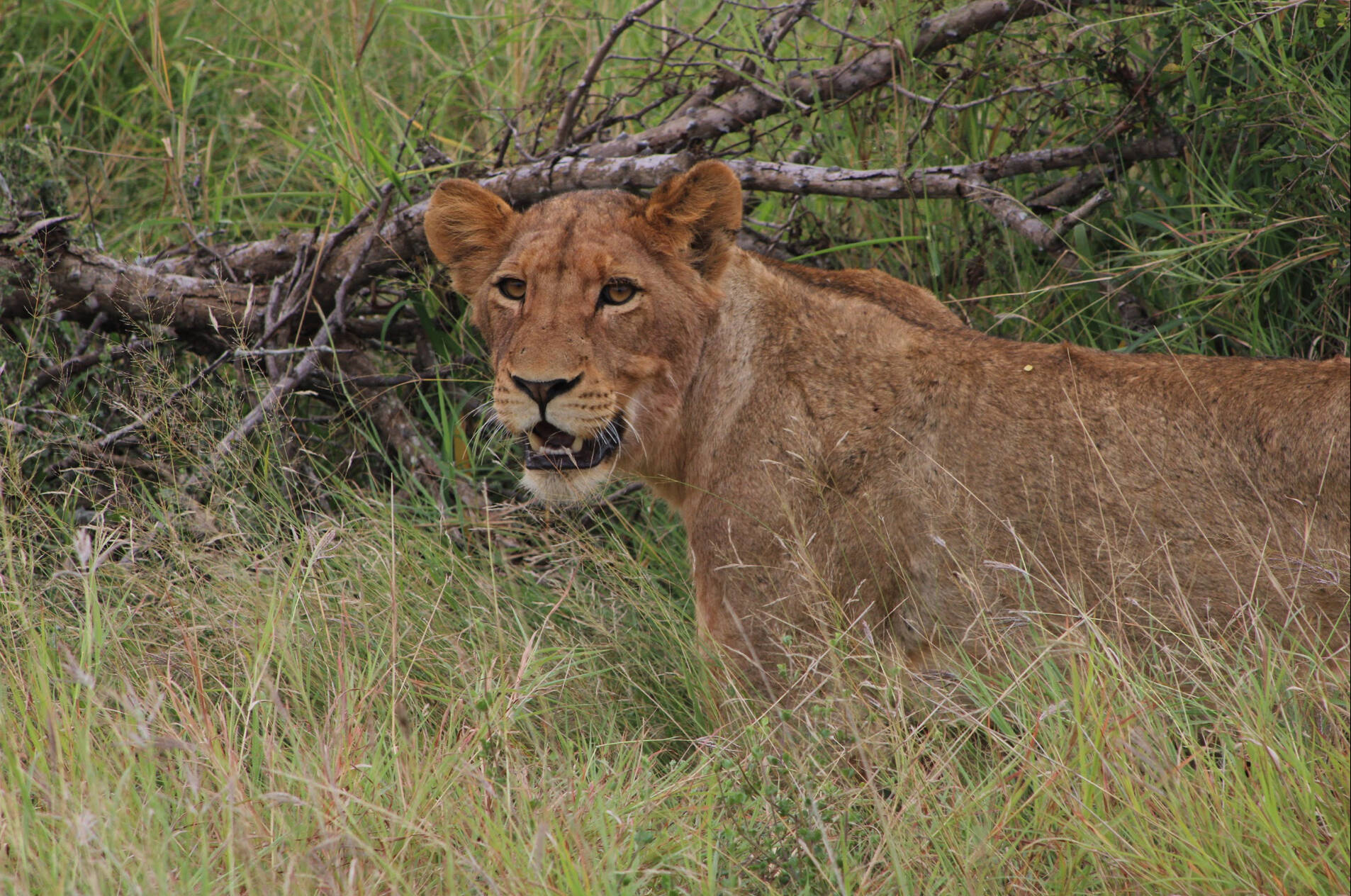 South Africa Wildlife Bio